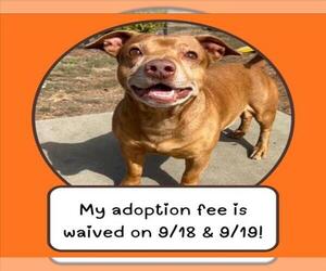 Chihuahua-Unknown Mix Dogs for adoption in Santa Cruz, CA, USA