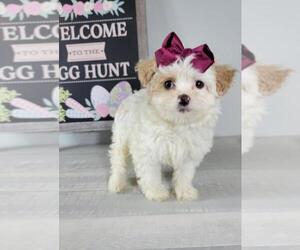 Pomeranian-Poodle (Toy) Mix Puppy for sale in BEECH GROVE, IN, USA