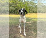 Small #2 Great Dane Mix