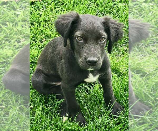 Medium Photo #1 Colonial Cocker Spaniel-Unknown Mix Puppy For Sale in Lee's Summit, MO, USA