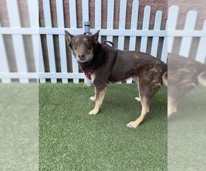 German Shepherd Dog Dogs for adoption in Modesto, CA, USA