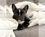Small Photo #1 French Bulldog Puppy For Sale in STOCKTON, CA, USA