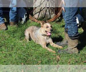 Mother of the Texas Heeler puppies born on 01/17/2022