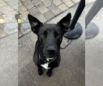 Small #1 Labrador Retriever Mix