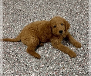 Goldendoodle Puppy for sale in ROANOKE, IL, USA