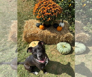 Firefly - Female American Pit Bull Terrier-Unknown Mix Dog for Adoption - Photo #28