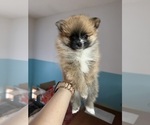 Puppy Puppy 2 Pomeranian