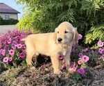 Small #3 Golden Retriever