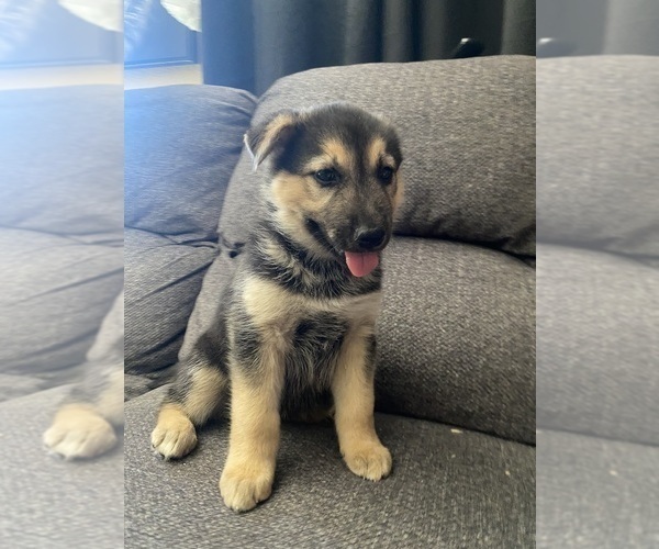 Medium Photo #8 German Shepherd Dog Puppy For Sale in YUCCA VALLEY, CA, USA