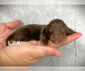 Dachshund Puppy for sale in WINNSBORO, LA, USA