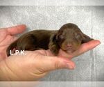 Image preview for Ad Listing. Nickname: mini Joey
