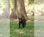 Image preview for Ad Listing. Nickname: Pepper