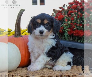 Cavachon Puppy for sale in GORDONVILLE, PA, USA