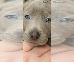 Puppy Sebastian Labrador Retriever
