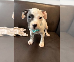 American Staffordshire Terrier-Unknown Mix Dogs for adoption in Holly Springs, NC, USA