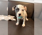 Small American Staffordshire Terrier Mix