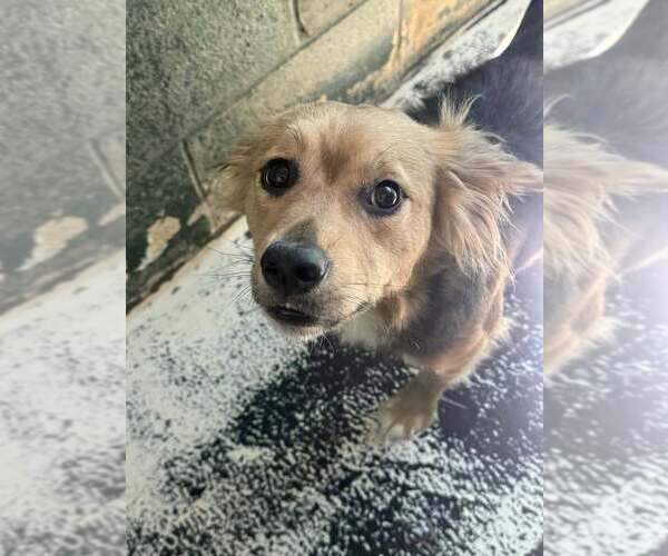 Medium Photo #3 Colonial Cocker Spaniel-Unknown Mix Puppy For Sale in New York, NY, USA