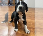 Small Photo #1 Great Dane Puppy For Sale in MAYSVILLE, KY, USA