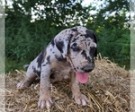 Small Photo #8 Catahoula Leopard Dog Puppy For Sale in CUMBY, TX, USA