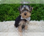 Small Photo #6 Yorkshire Terrier Puppy For Sale in HONEY BROOK, PA, USA