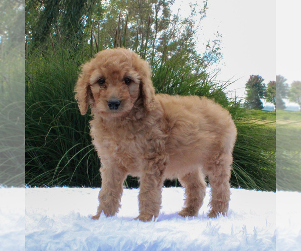 Medium Photo #4 Poodle (Standard) Puppy For Sale in GORDONVILLE, PA, USA