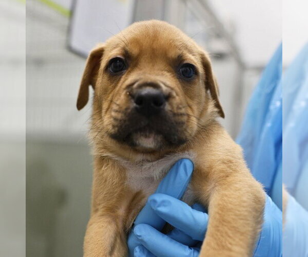 Medium Photo #1 American Staffordshire Terrier Puppy For Sale in San Antonio, TX, USA