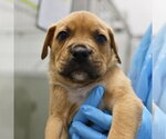Small American Staffordshire Terrier