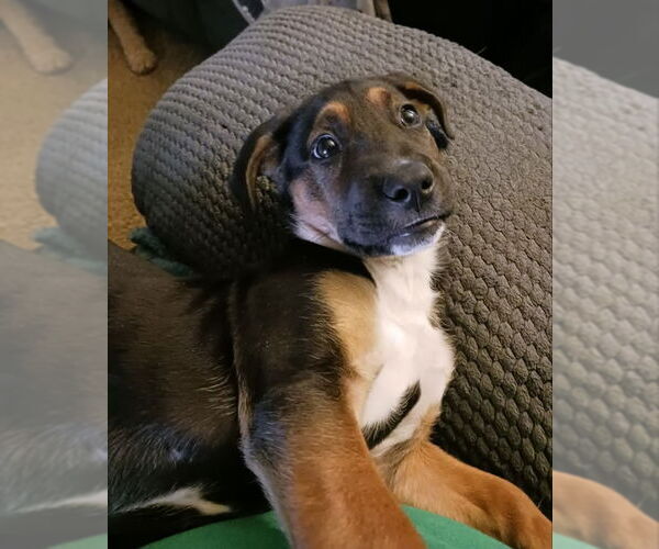 Medium Photo #5 Mutt Puppy For Sale in Wyoming, MI, USA