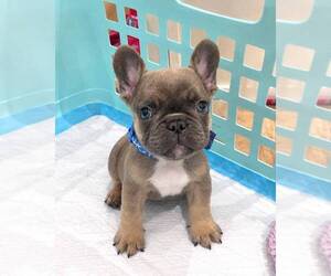 French Bulldog Dogs for adoption in PHILADELPHIA, PA, USA