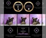 Small Photo #119 Yorkipoo Puppy For Sale in WARSAW, IN, USA