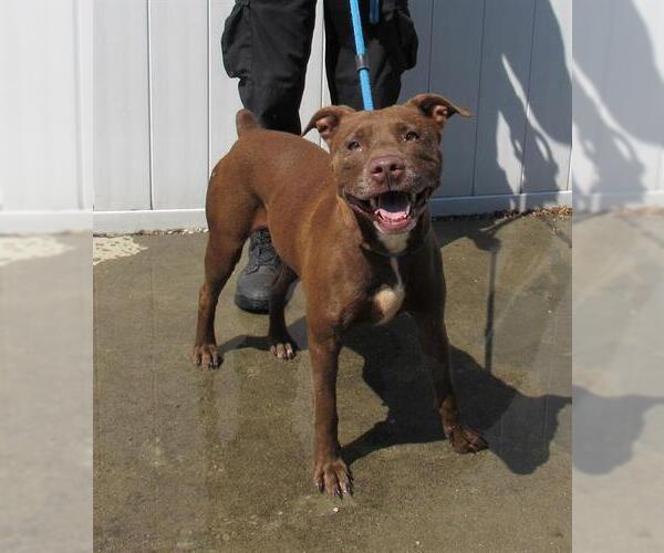 Medium Photo #1 American Pit Bull Terrier-Unknown Mix Puppy For Sale in Louisville, KY, USA