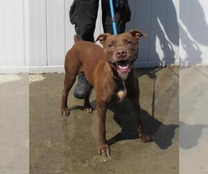 American Pit Bull Terrier-Unknown Mix Dogs for adoption in Louisville, KY, USA