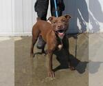 Small American Pit Bull Terrier Mix