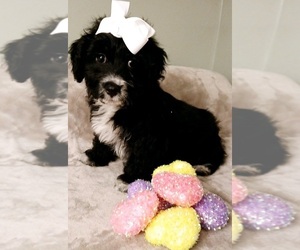 Poodle (Toy)-Yorkshire Terrier Mix Puppy for sale in BURLINGTON, MA, USA