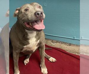 Mutt Dogs for adoption in Camarillo, CA, USA