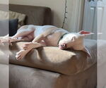 Small #5 American Pit Bull Terrier