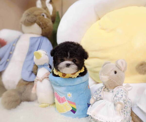 Medium Photo #5 Poodle (Toy) Puppy For Sale in Seoul, Seoul, Korea, South
