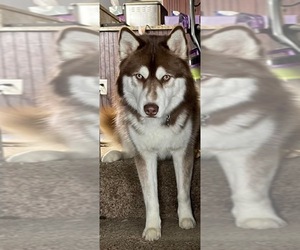 Father of the Siberian Husky puppies born on 01/16/2024