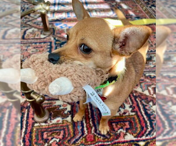 Medium Photo #3 Chihuahua Puppy For Sale in San Diego, CA, USA