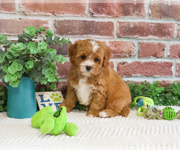 Medium Photo #2 Cavapoo (Miniature) Puppy For Sale in SYRACUSE, IN, USA