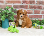 Small #1 Cavapoo (Miniature)