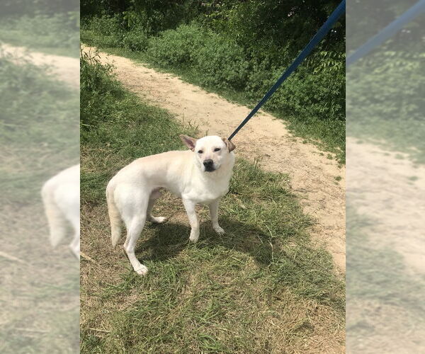 Medium Photo #5 Labrador Retriever Puppy For Sale in Jackson, MS, USA