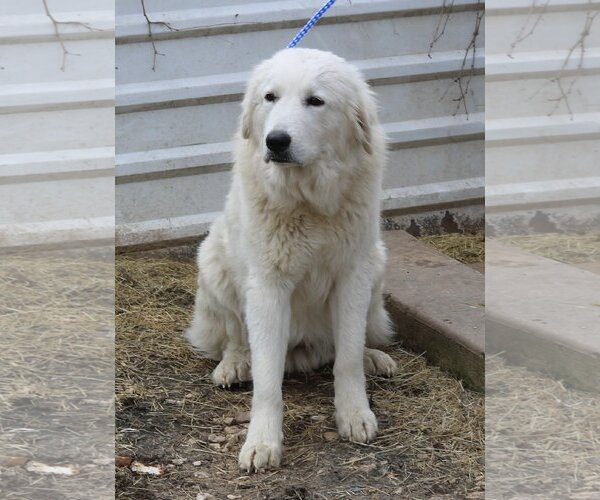 Medium Photo #1 Great Pyrenees-Unknown Mix Puppy For Sale in Bandera, TX, USA