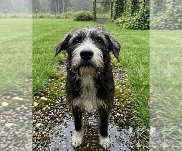 Medium Photo #10 Border Terrier-Unknown Mix Puppy For Sale in San Diego, CA, USA