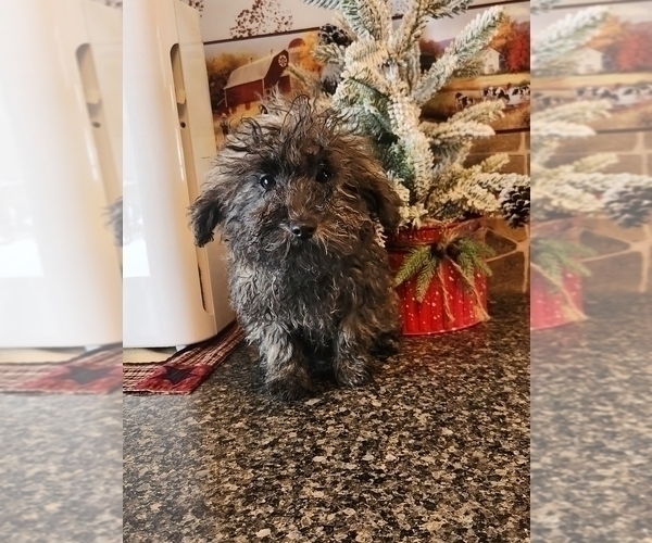 Medium Photo #1 Poodle (Toy) Puppy For Sale in SENECA FALLS, NY, USA