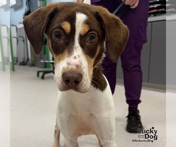 Medium Photo #3 Beagle-Unknown Mix Puppy For Sale in Washington, DC, USA