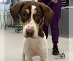 Small #2 Beagle Mix