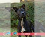 GIGI - Female Staffordshire Bull Terrier Dog for Adoption - Small photo