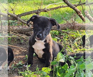 Labrador Retriever-Unknown Mix Dogs for adoption in SHERBURNE, NY, USA