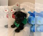 Small Photo #2 French Bulldog-Miniature Australian Shepherd Mix Puppy For Sale in JACKSONVILLE, FL, USA